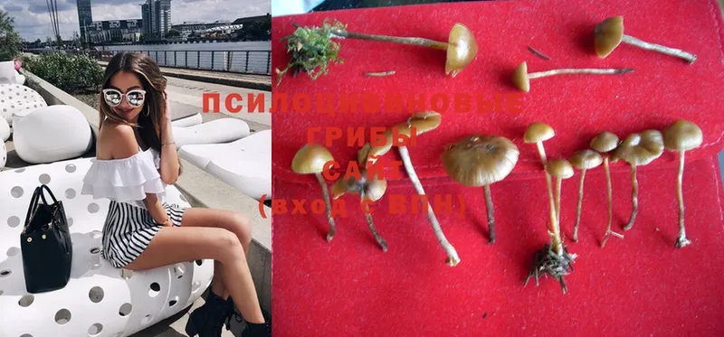 darknet наркотические препараты  наркота  Нерехта  Псилоцибиновые грибы MAGIC MUSHROOMS 